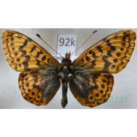 Boloria frigga (Becklin, 1791) Finland92k